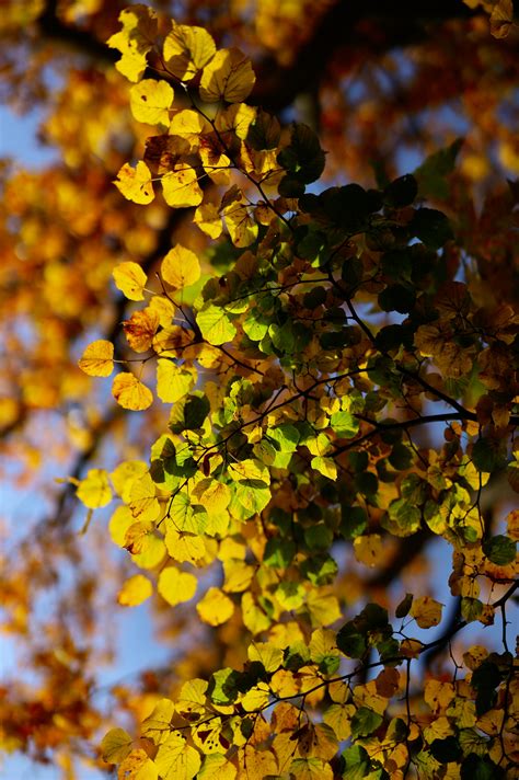 Yellow Leaves Tree on a Park · Free Stock Photo