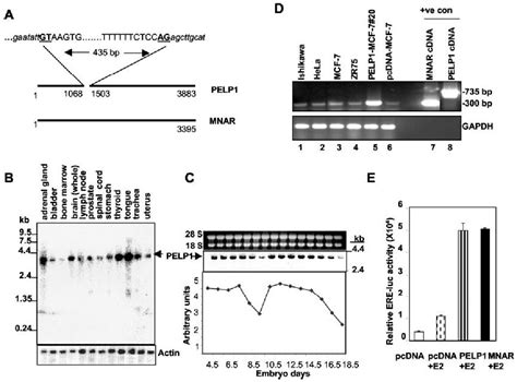 Figure 1 From Functional Interactions Between The Estrogen Receptor