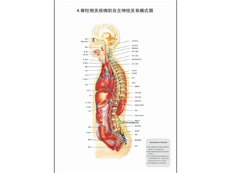 脊柱图解word文档在线阅读与下载无忧文档