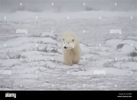 Polar Bears in Churchill, Manitoba Stock Photo - Alamy