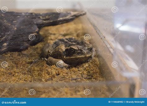 Large Toad in a Habitat stock photo. Image of bumpy - 114668982