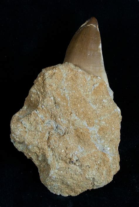 Large Mosasaurus Tooth In Matrix 1776 For Sale FossilEra