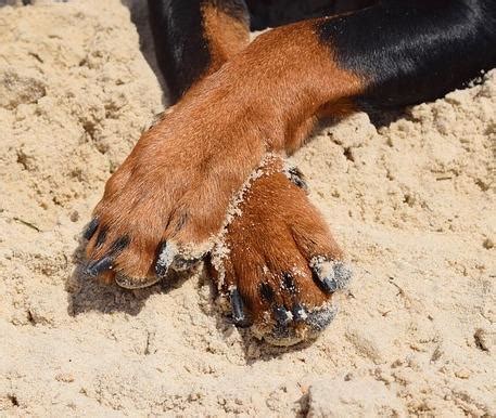 Pourquoi Mon Chien Se Mordille Les Pattes