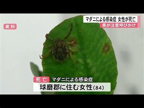 マダニによる感染症 女性が死亡 熊本県 動物愛誤 農業損害 アニマルホーダー 動物囤積症 ブルセラ症 發熱伴血小板減少綜合症 重症熱性