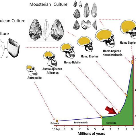 Homo Habilis Evolution