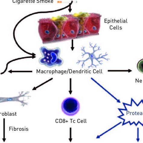 Inflammation and cellular elements involved in Asthma. Modified from ...