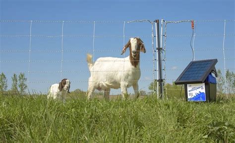 Electric Fence Ear Tags Sheep Goat Equipment Clippers And Shears