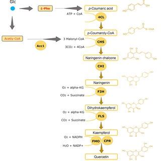 Extending The Biosynthetic Pathway From Kaempferol To Quercetin