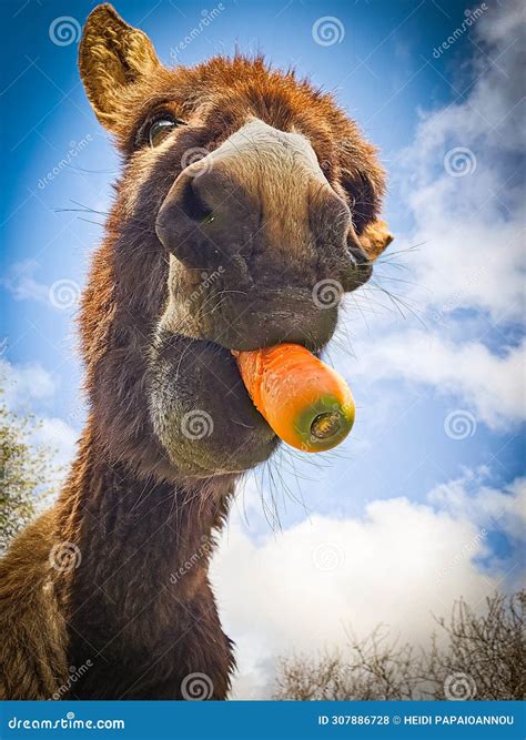 Donkey Portraits Cute Donkey Stock Photo Image Of Cute Donkeyface