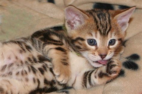 Bengal Katze Baby