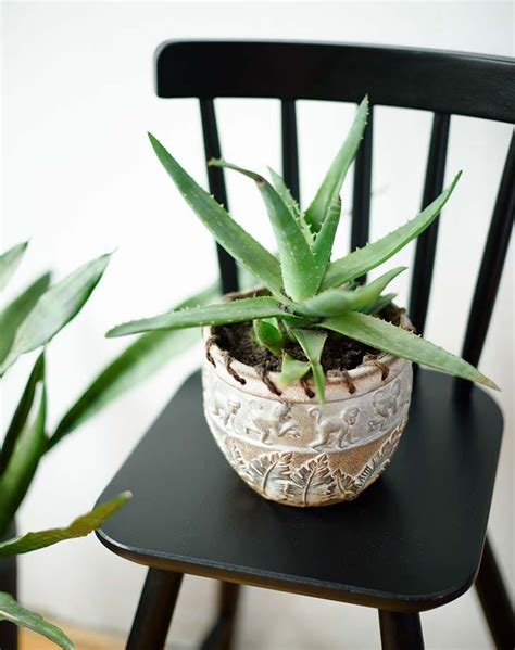 20 Best Air Purifying House Plants for Your Home - PureWow