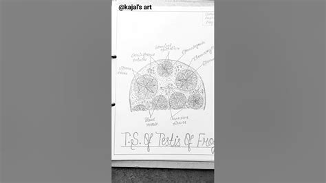 Testis Of Frog Diagram Easy Drawing Zoologyshorts Youtube