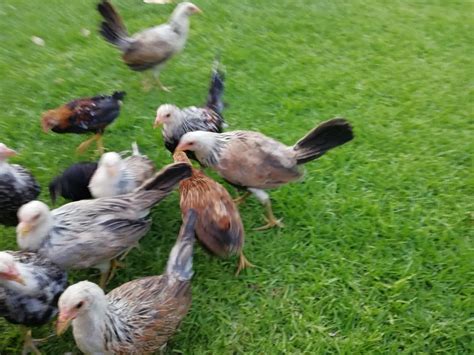 Gallinas Y Pollas Kelso Y Giras Rancho Las Trojes | Mercado Libre