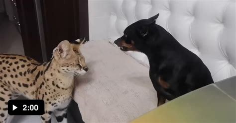 This Serval Has Some Diplomacy Skills 9gag