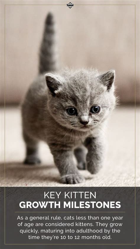 Key Kitten Growth Milestones