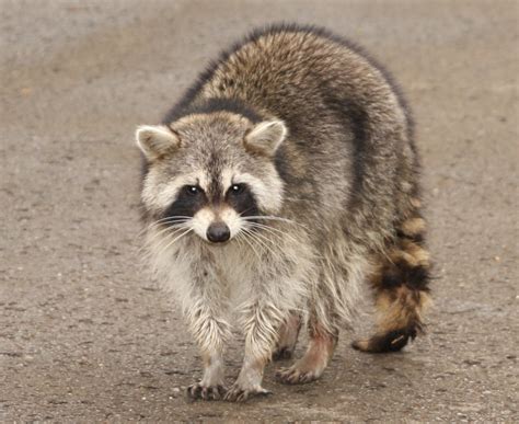 Identification Ontario Badgers