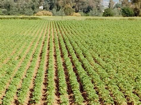 La Superficie De Girasol En Andaluc A Aumenta En Hect Reas