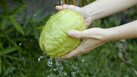 Rujak Buah Dari Hasil Panen Kebun Sendiri Videos Random Project