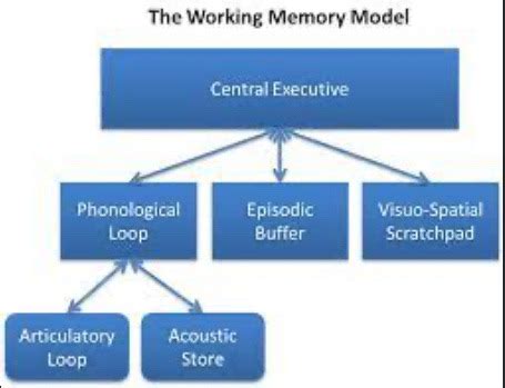 Working Memory Model Flashcards Quizlet