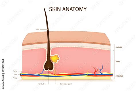 Human Skin Anatomy Vector Skin Layers Structure Epidermis Dermis And