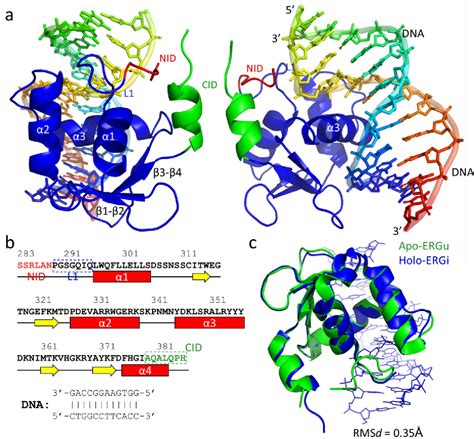 Figure From Allosteric Autoinhibition Pathway In Transcription Factor