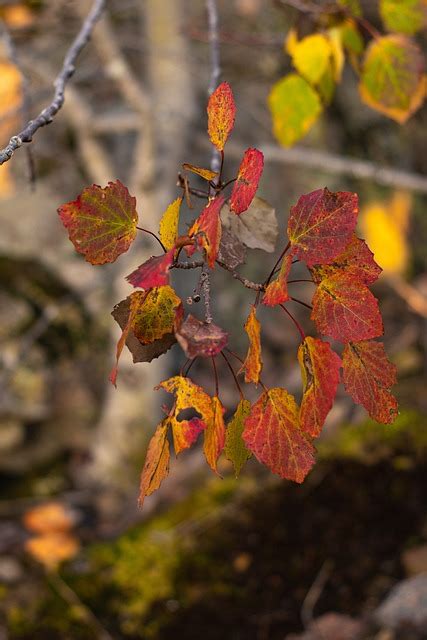 Aspen Forest Wood - Free photo on Pixabay - Pixabay
