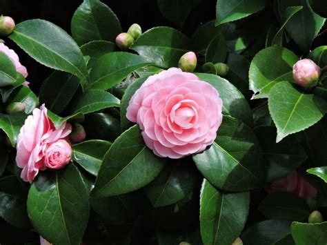 How To Grow Gorgeous Camellias From Cuttings Dengarden