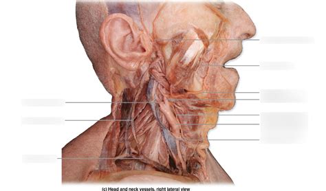 Blood Vessels Of Neck And Head Cadaver Diagram Quizlet