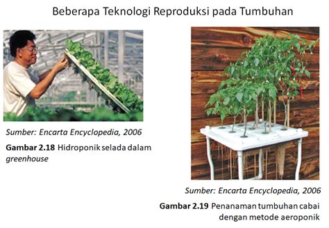 RUANG BELAJAR IPA Sistem Perkembangbiakan Pada Tumbuhan