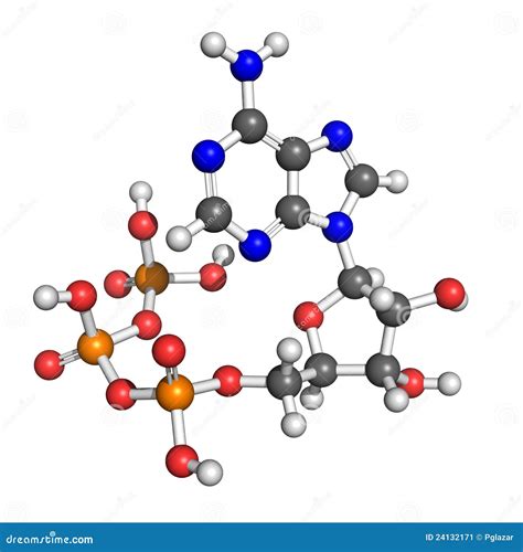 Adenosine Triphosphate Structure Stock Image - Image: 24132171