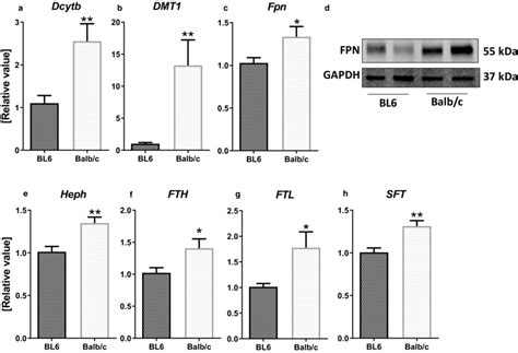 Balb C Mice Exhibit Higher Expression Of Proteins Involved In Duodenal