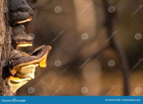 Saprophytic Mushrooms On A Dead Tree Trunk Stock Photo Image Of