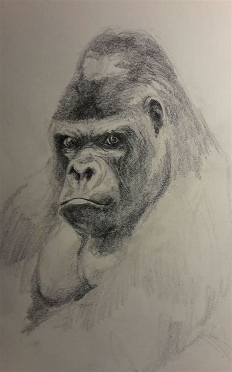 a pencil drawing of a gorilla