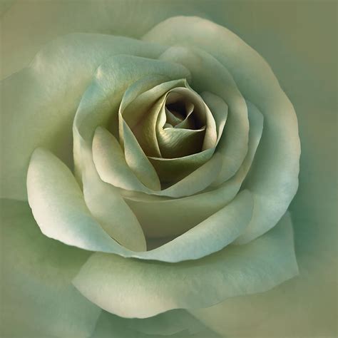 Soft Olive Green Rose Flower Photograph by Jennie Marie Schell