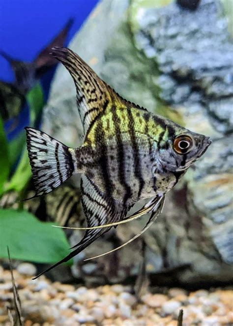 Zebra Lace Angelfish Cm Sweet Knowle Aquatics Online Shop