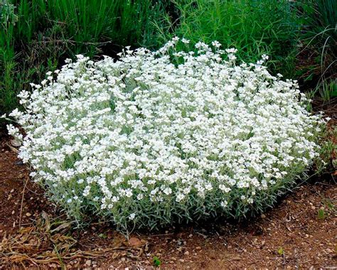 Cerastium Más De 1000 Plantas Y Flores Del Mundo