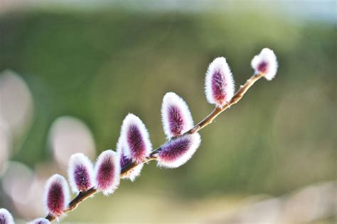 What Is A Japanese Pussy Willow Guide To Growing Japanese Pussy Willows