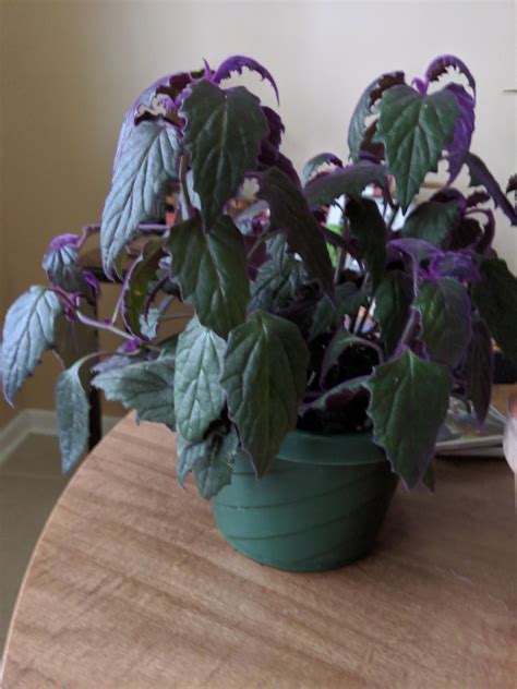 My Purple Passion Has Been Drooping For A Few Days And I M Not Sure What To Do R Houseplants