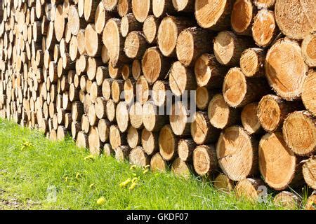 Pile Of Felled Tree Trunks And Green Stinging Nettles In The Forest