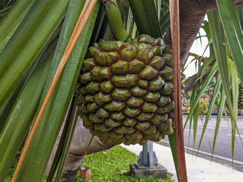 A close up of Pandanus utilis fruit 21680902 Stock Photo at Vecteezy