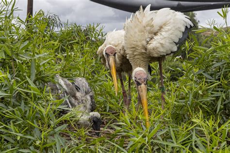 Endangered Milky Storks At Safari Park Produce 9 Chicks