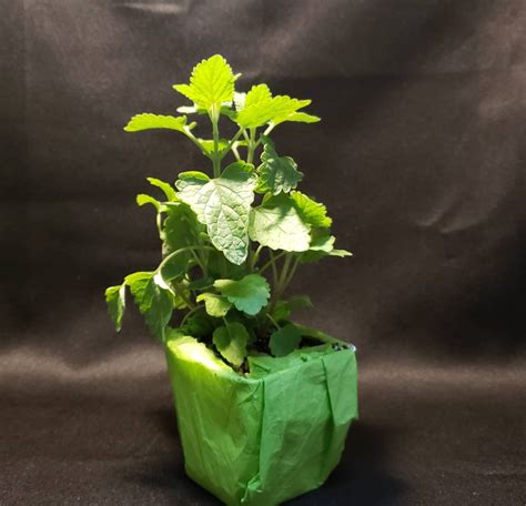 Catnip Live Plant Catnip In A 3in Pot Healthy Plant Etsy