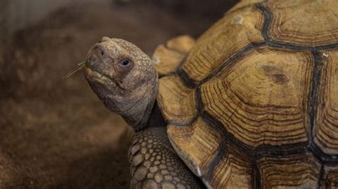 Tortoise Lifespan: How Long Can A Tortoise Live? – The Turtle Hub