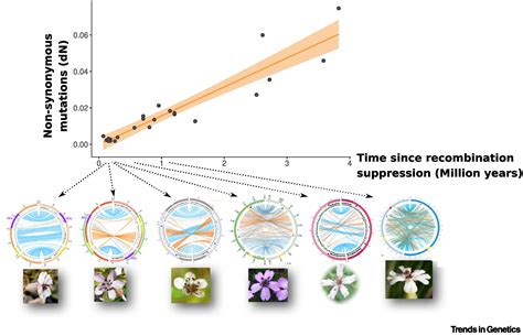 Why Do Sex Chromosomes Progressively Lose Recombination Trends In