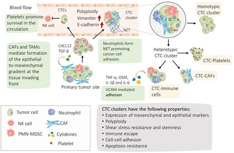 Frontiers Molecules Promoting Circulating Clusters Of Cancer Cells