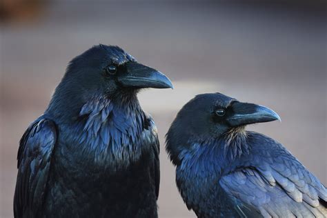 Raven Wallpaper 74 Pictures Wallpaperset