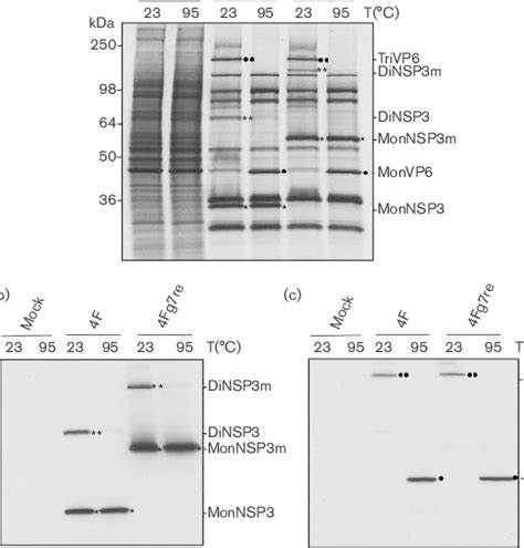 Dimerization Of Nsp3 And Nsp3m A 35 S Labelled Proteins From