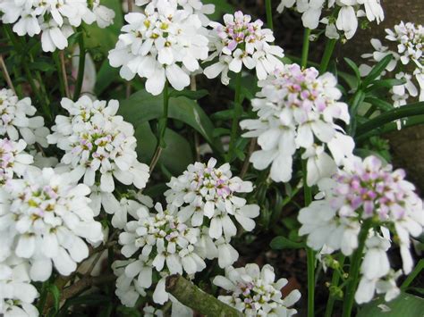 Iberis Sempervirens Snowflake Riverside Garden Centre