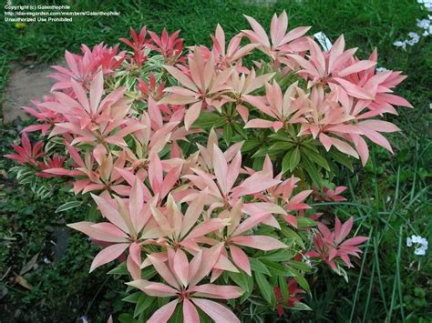 Full Size Picture Of Japanese Pieris Hybrid Andromeda Forest Flame