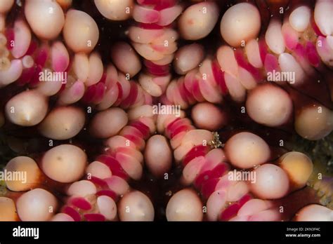 Close Up Detail Of The Scales Of A Seastar Starfish Belly Stock Photo